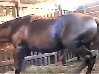 Tranny horse porn