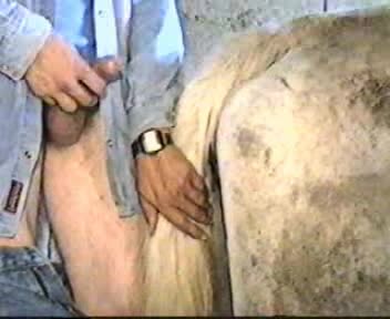 Man Fucking A Female Horse