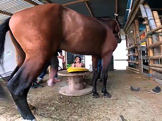 Horse and girl sex