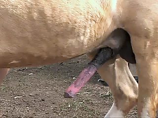 Mature horse porn. Strong and meaty animal dick gives a lot of joy