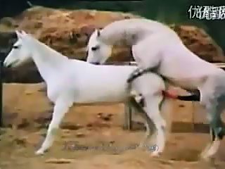 With horse porno
