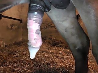Safety horse porn is filmed in condom to exclude girl's pregnancy