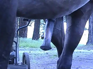 Mature suck horse cock