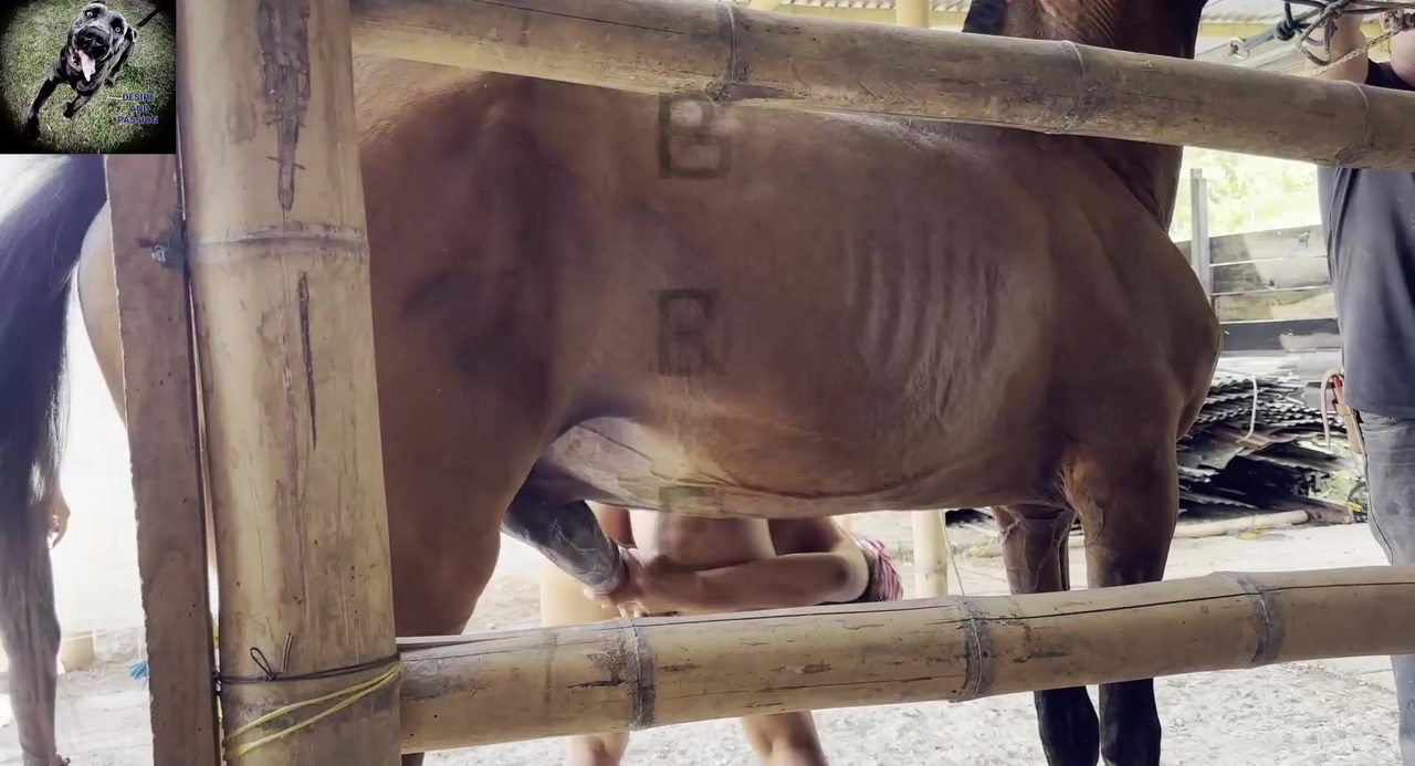 Woman mounting a horse