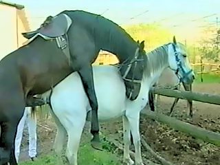 Horse fuck mare and get blowjob from female